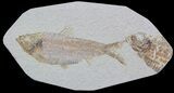 Knightia Alta Fossil Fish - Wyoming #36857-1